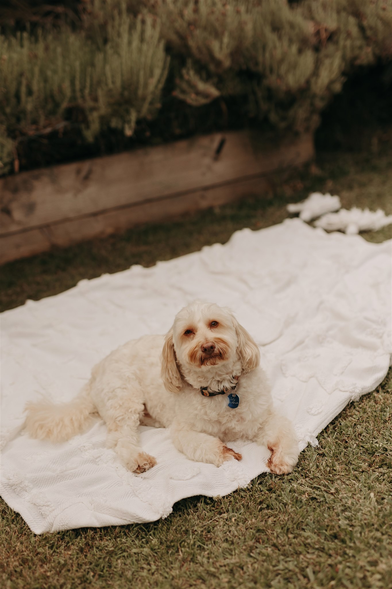 photo of pup Toby in back yard low res